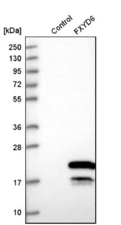 FXYD6 Antibody, Novus Biologicals 0.1mL; Unlabeled:Antibodies, Polyclonal